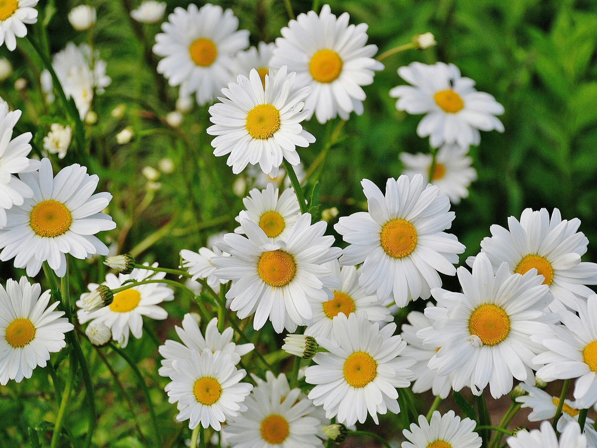 Strauchmargeriten für einen sonnigen Standort