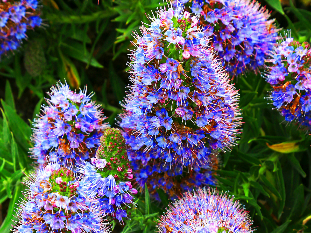 Echium für einen sonnigen Standort