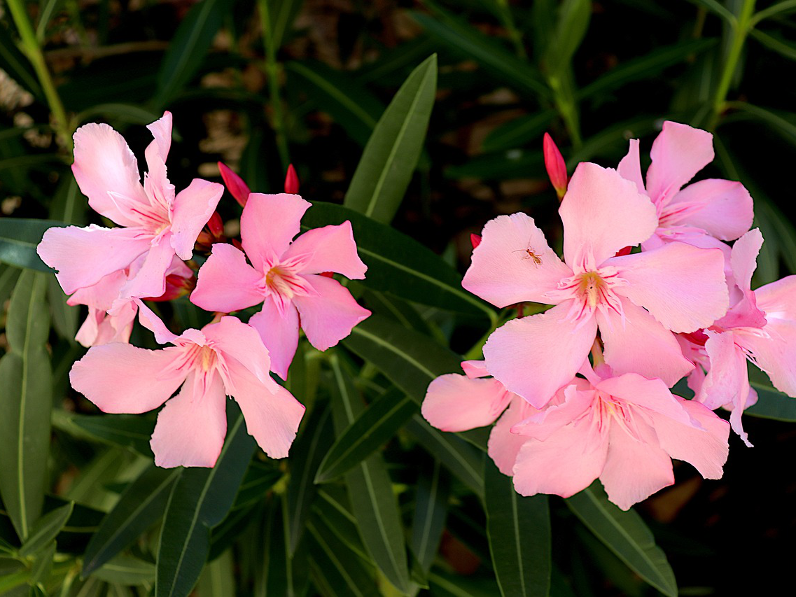 Oleander für einen sonnigen Standort