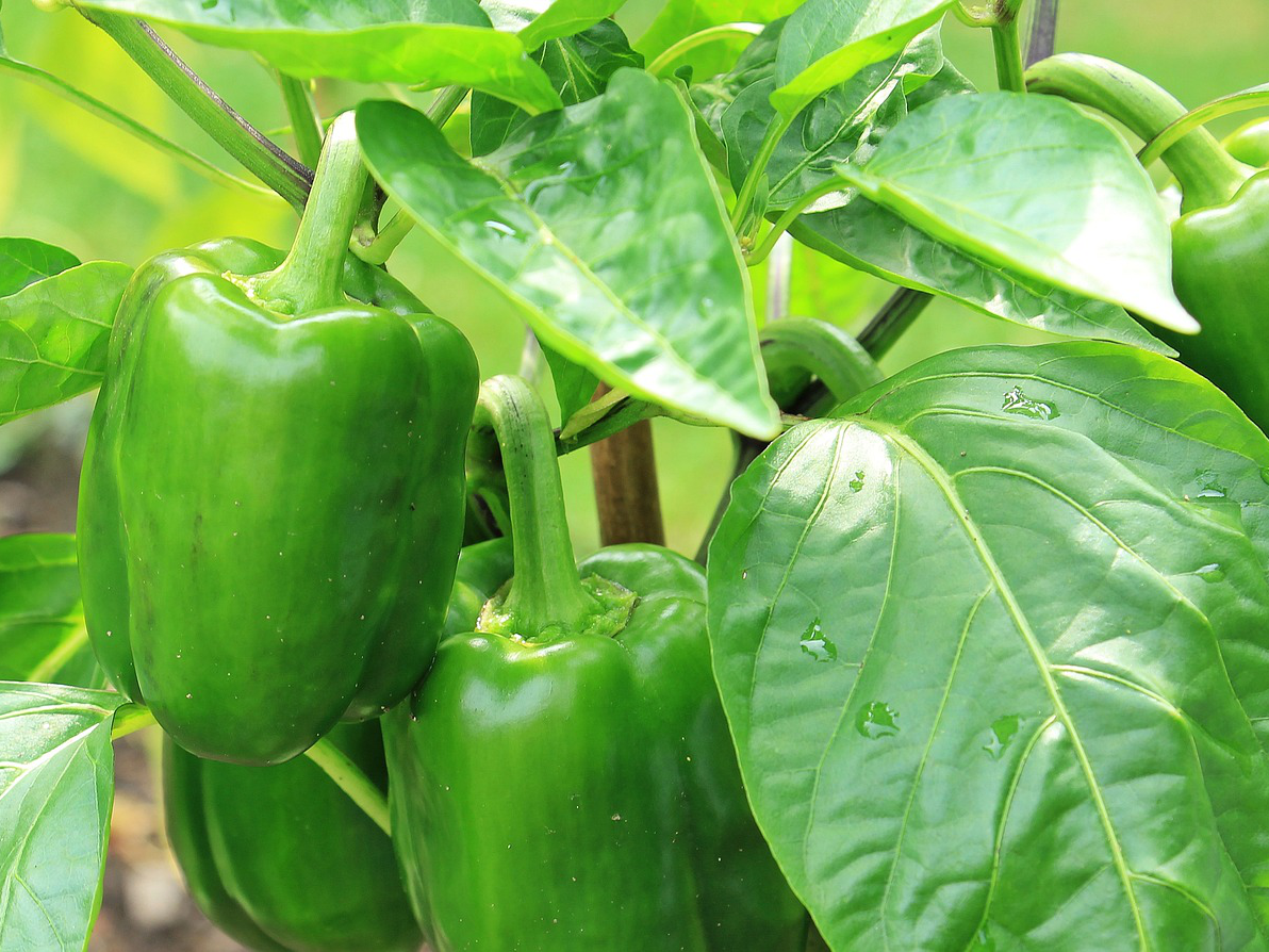 Paprika für einen sonnigen Standort