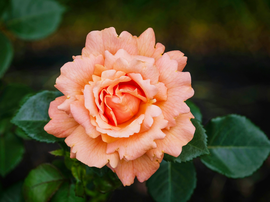 Rose für einen sonnigen Standort