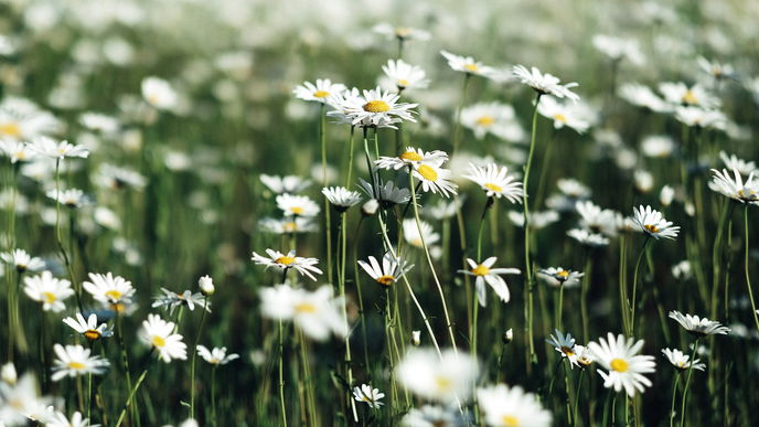 Gänseblümchen gegen Mückenstiche? So nützlich ist die Blüte bei dem lästigen Juckreiz