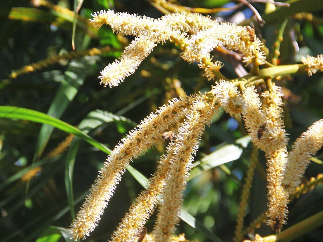 Kokosblüten