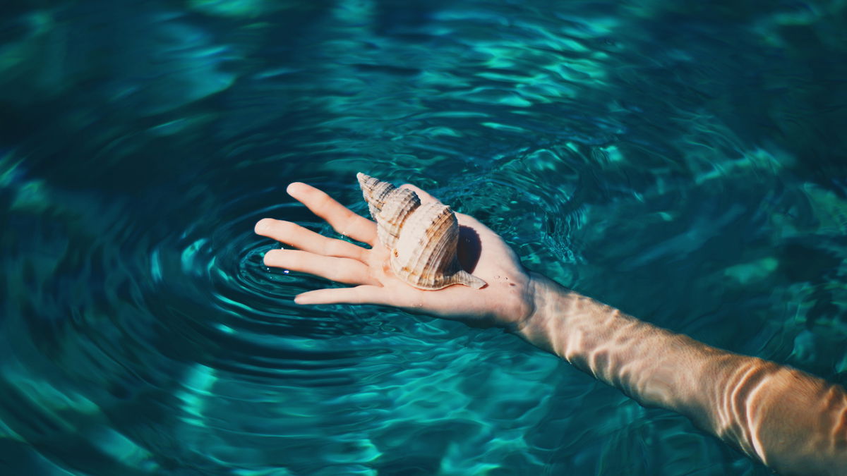 Muscheln aus dem Urlaub mitnehmen - erlaubt oder verboten? Das müssen Sie wissen