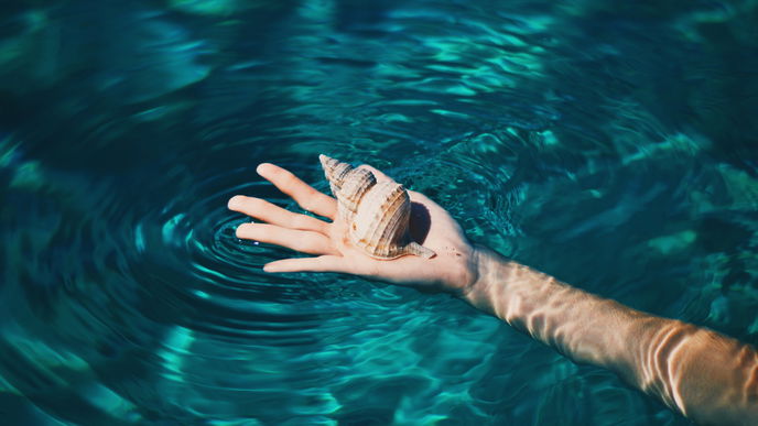 Muscheln aus dem Urlaub mitnehmen - erlaubt oder verboten? Das müssen Sie wissen
