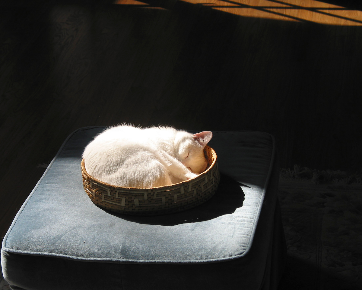 Katze im selbst gehäkelten Katzenkörbchen