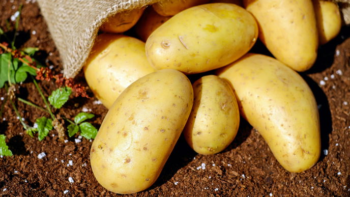 Kartoffeln richtig lagern: Mit diesen 4 Tipps verhindern Sie das Keimen und Schimmel