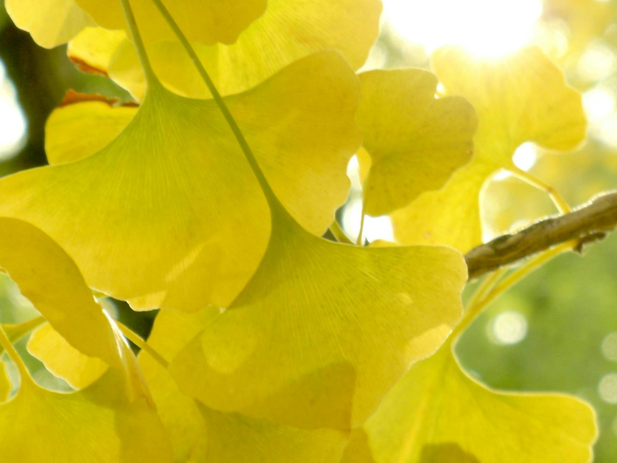 Ginkgo fördert die Durchblutung des Gehirns und versorgt es mit Sauerstoff und Nährstoffen