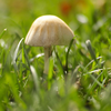 Ist es gut oder schlecht, wenn Pilze im Garten sind? Das müssen Sie jetzt tun