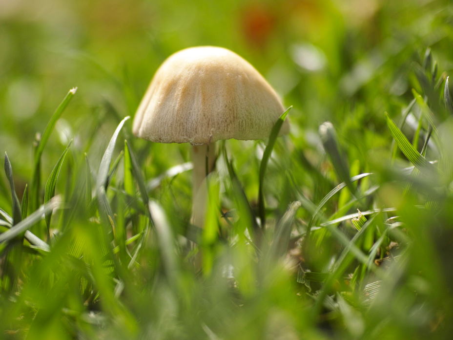 Pilze im Garten