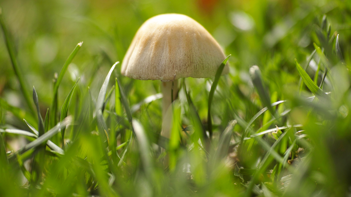 Ist es gut oder schlecht, wenn Pilze im Garten sind? Das müssen Sie jetzt tun