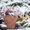 Garten im Winter: Welche Aufgaben sind jetzt zu erledigen? 