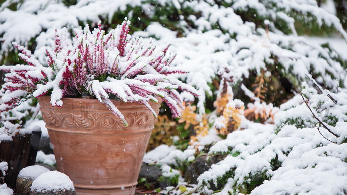 Garten im Winter: Welche Aufgaben sind jetzt zu erledigen? 