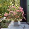 Oleander überwintern: Unsere Pflegetipps & winterharte Sorten