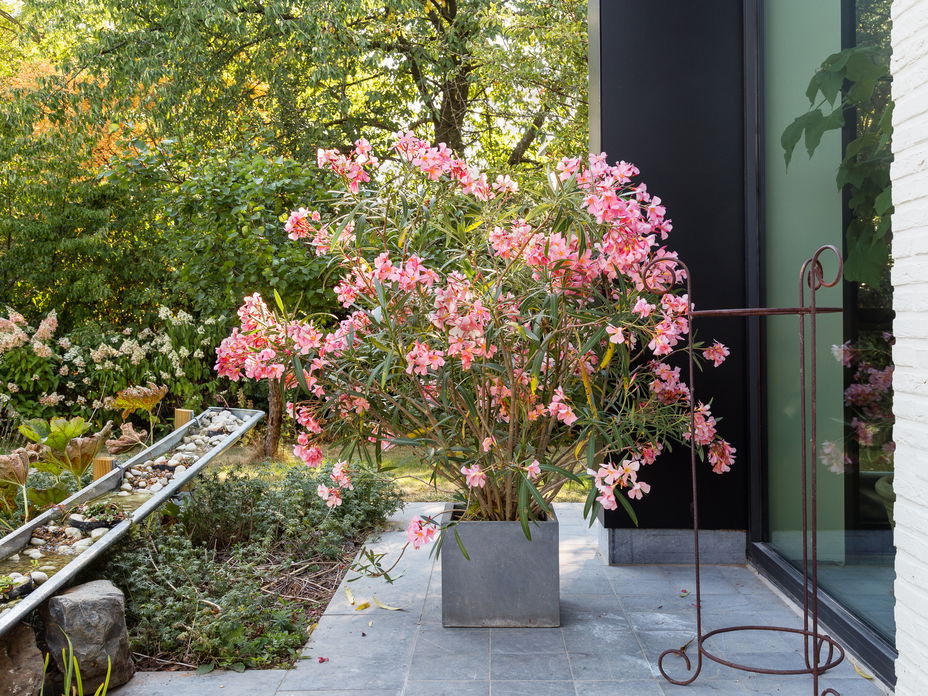 Oleander im Garten