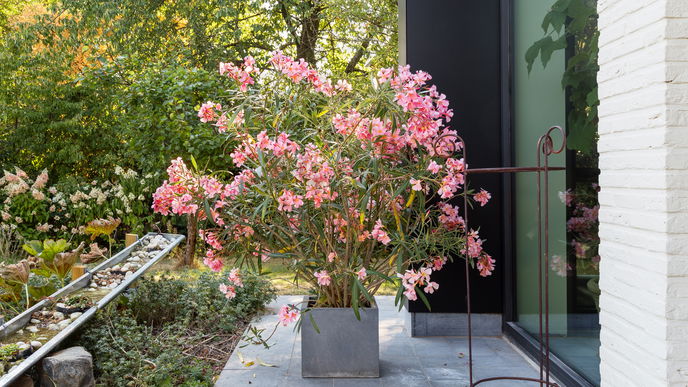 Oleander überwintern: Unsere Pflegetipps & winterharte Sorten