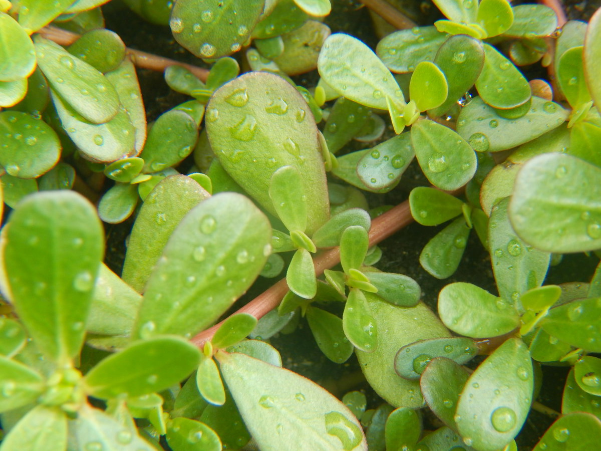 Winterportulak
