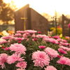 Grabbepflanzung im Frühling: Die besten Tipps & Pflanzen für die Gestaltung