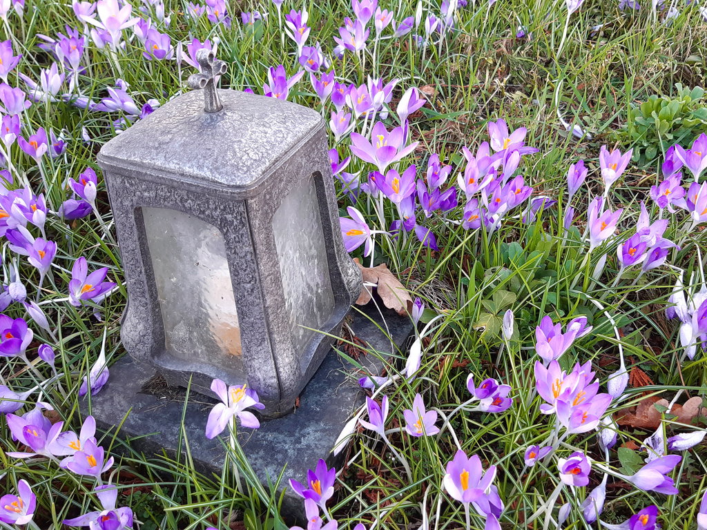 Krokusse am Grab