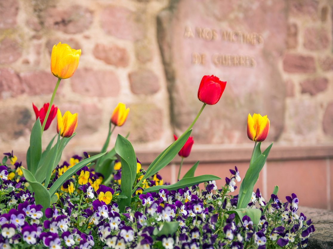 Tulpen bei einem Grab