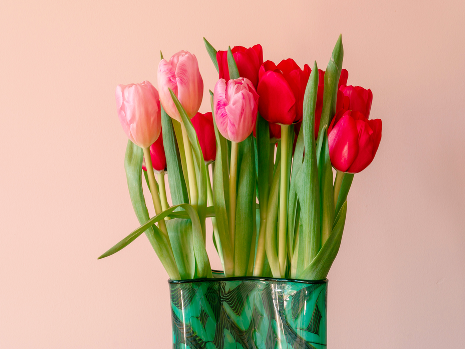 Tulpen, die länger frisch bleiben