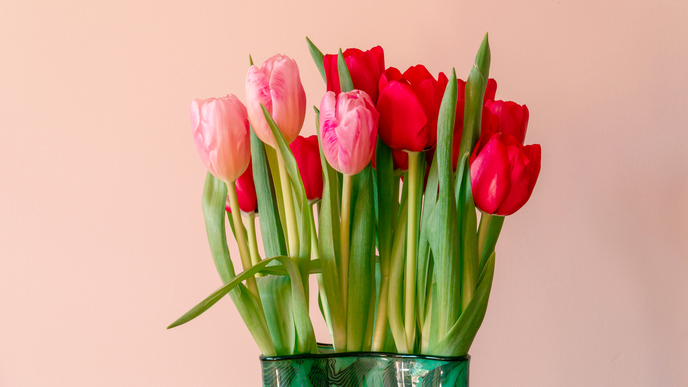 Tulpen lange frisch halten: Mit diesen 2 Hausmitteln hält der Strauß doppelt so lang