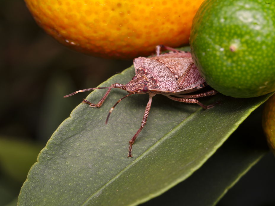Stinwanze auf einem Blatt