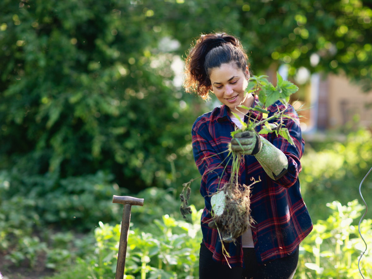 Eine Frau mit Gartenhandschuhen hält Unkraut samt Wurzel in der Hand