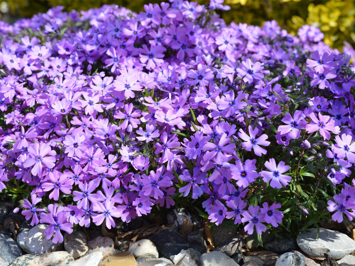 Bodendecker für den Steingarten - Teppichphlox
