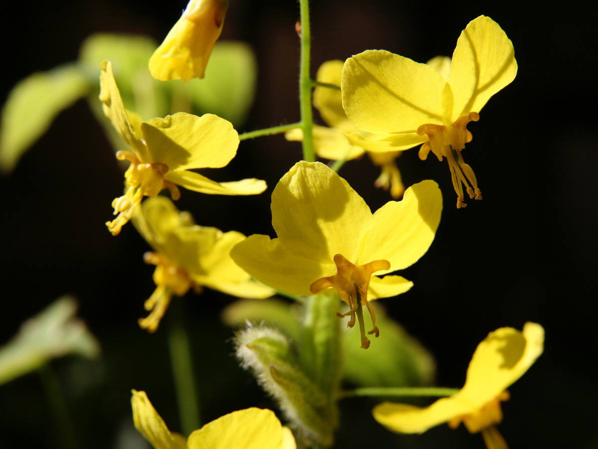 Bodendecker gegen Unkraut - Elfenblume