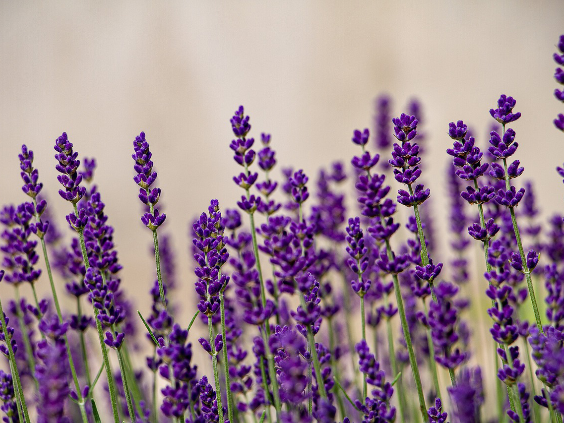 Bodendecker gegen Unkraut - Lavendel