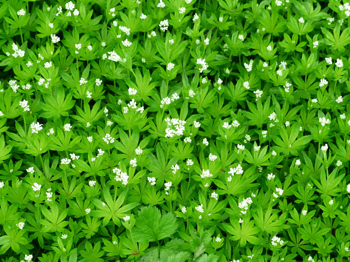 Bodendecker gegen Unkraut - Waldmeister