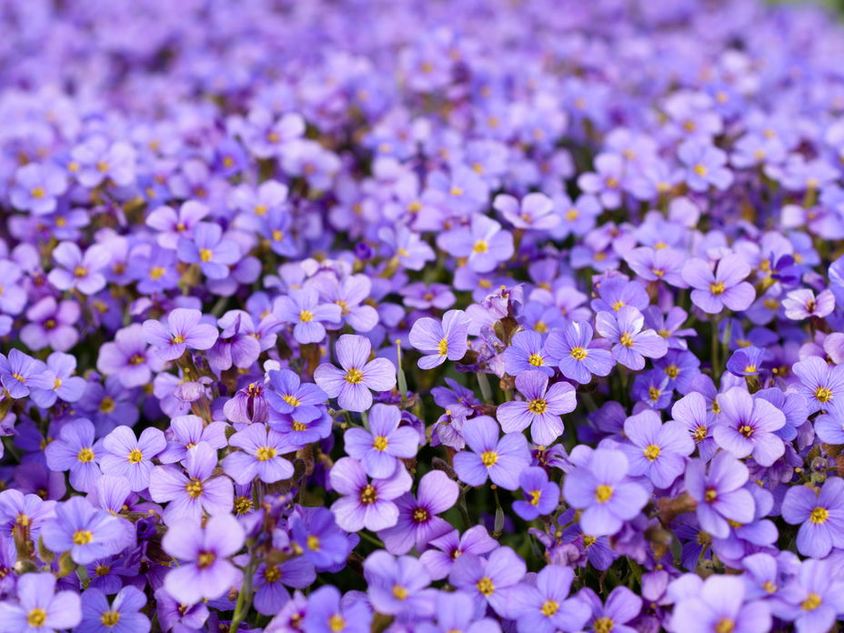 Blaukissen-Bodendecker für den Steingarten