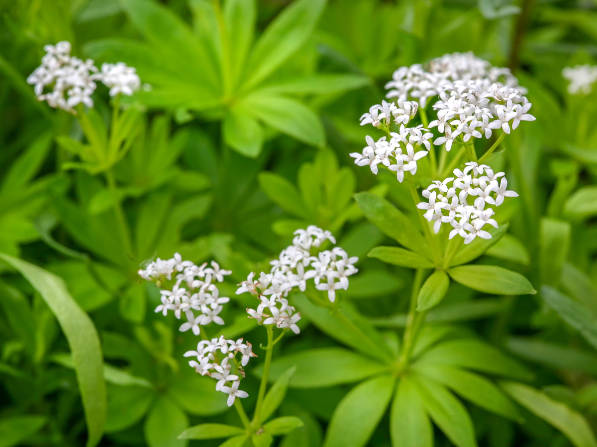 Bodendecker Vorgarten - Waldmeister