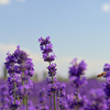 Lavendel blüht nicht: Die 8 häufigsten Gründe und was Sie dagegen tun können
