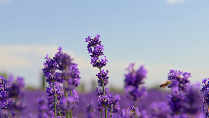 Lavendel blüht nicht: Die 8 häufigsten Gründe und was Sie dagegen tun können