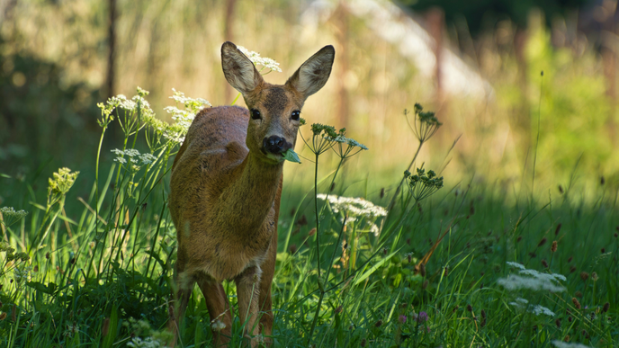 Pflanzen, die Rehe nicht fressen: Diese 5 Exemplare verschönern den Garten und bleiben heil