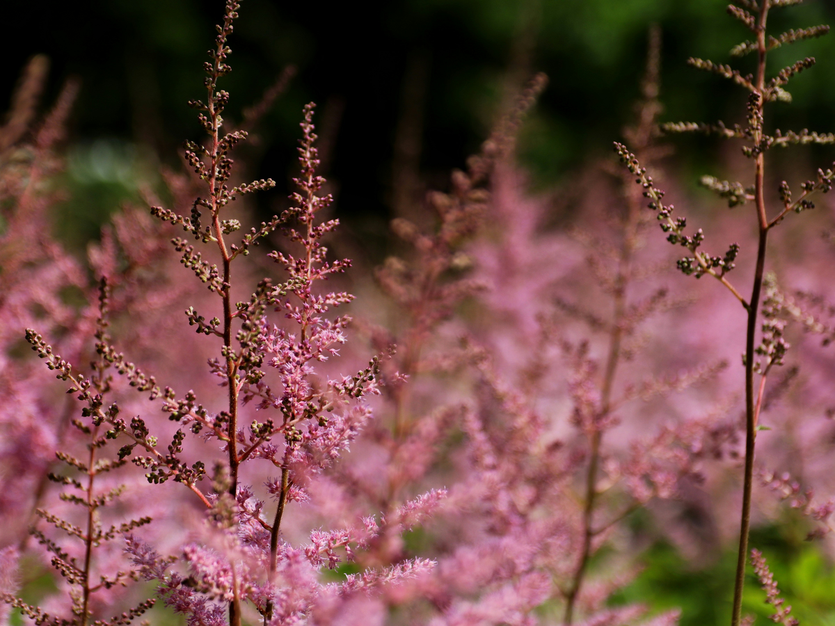Pflanze für den Schatten - Astilbe