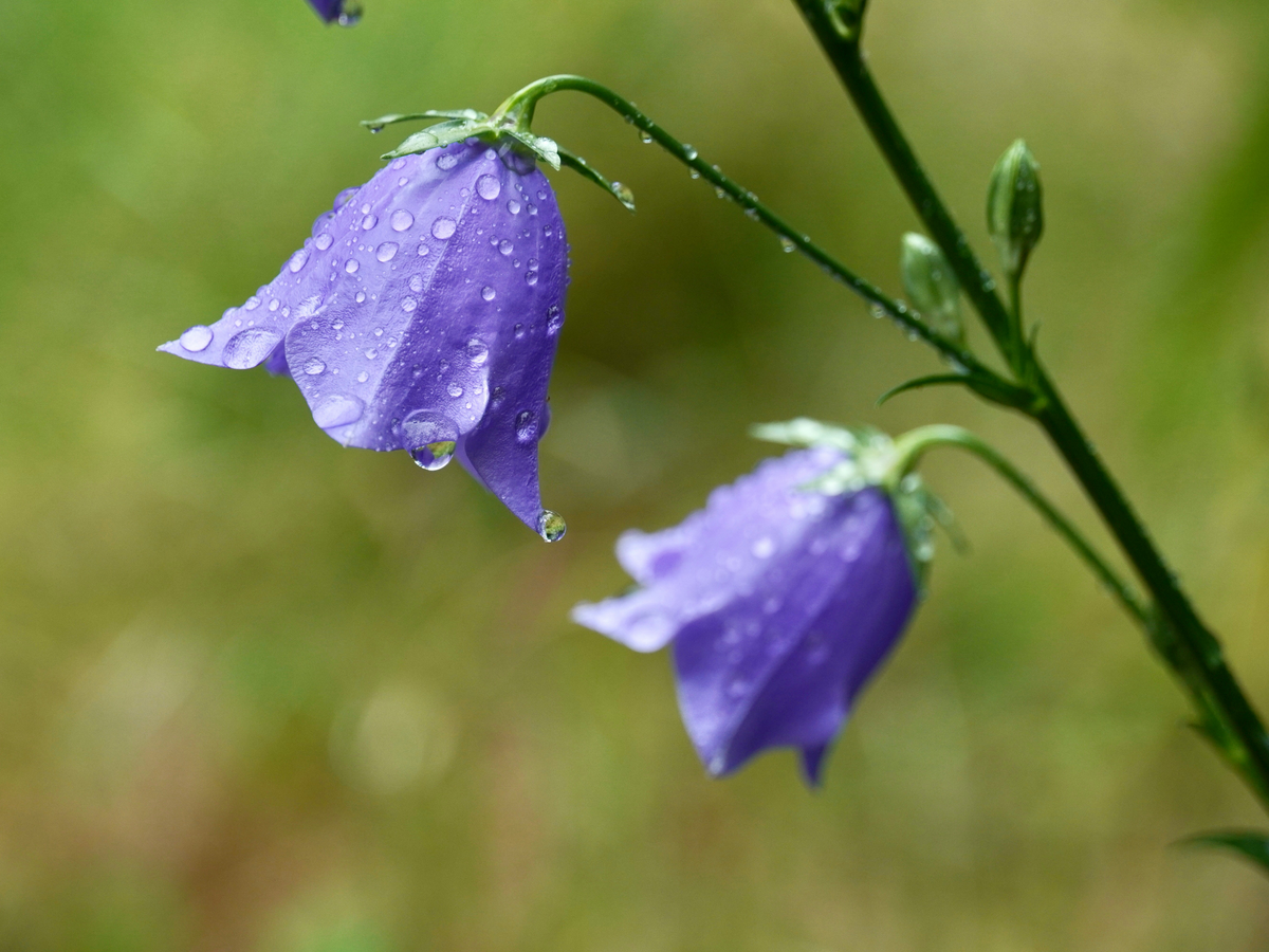 Pflanze für den Schatten - Glockenblumen