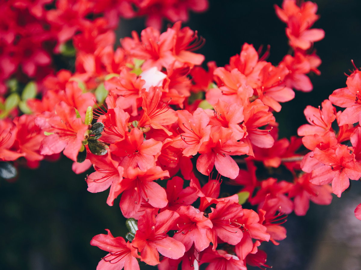 Pflanze für den Schatten - Rhododendron