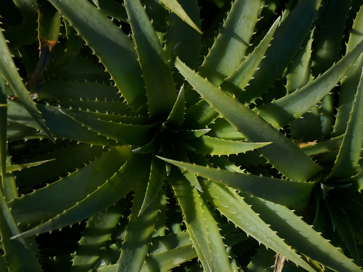 Pflanze für den Steingarten - Aloe vera
