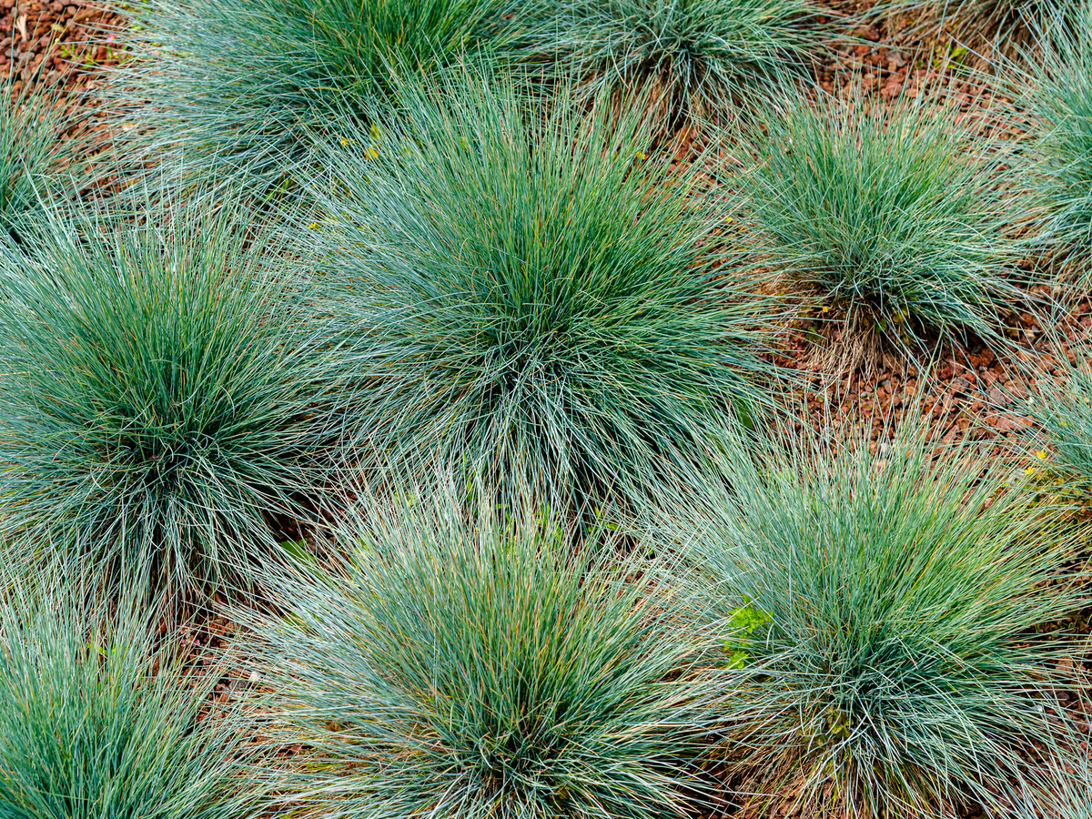 Pflanze für den Steingarten - Blauschwingel