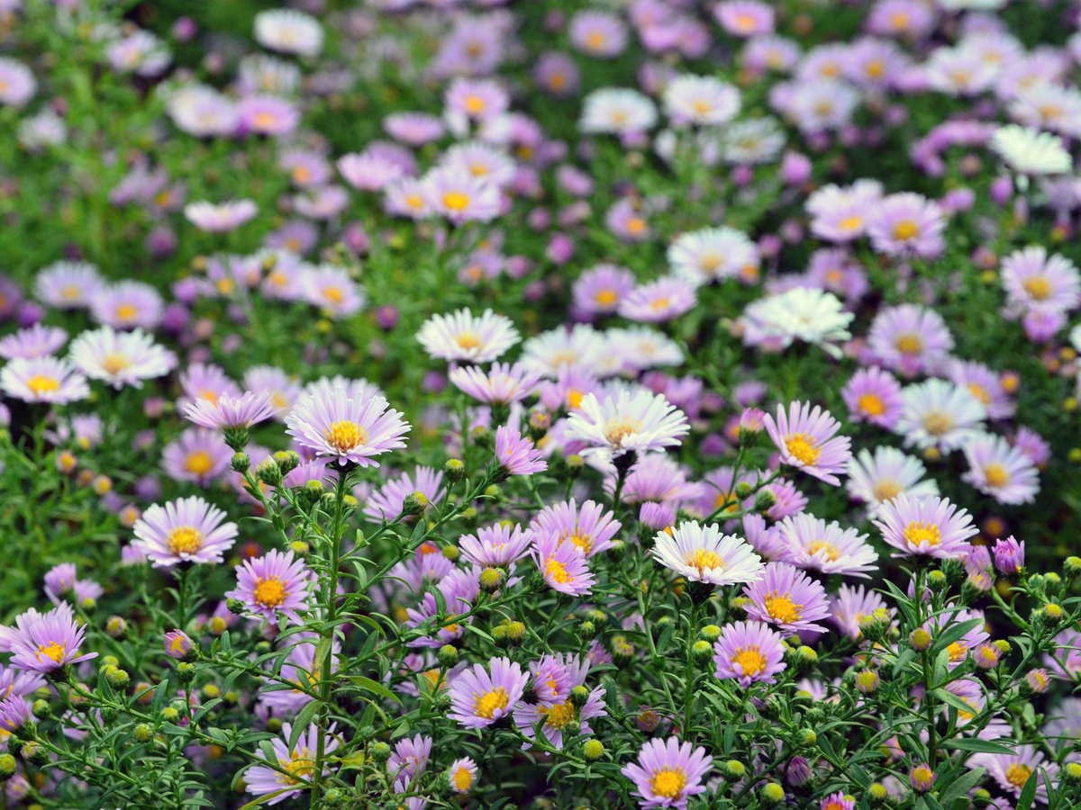 Pflanze für den Steingarten - Kissen-Aster
