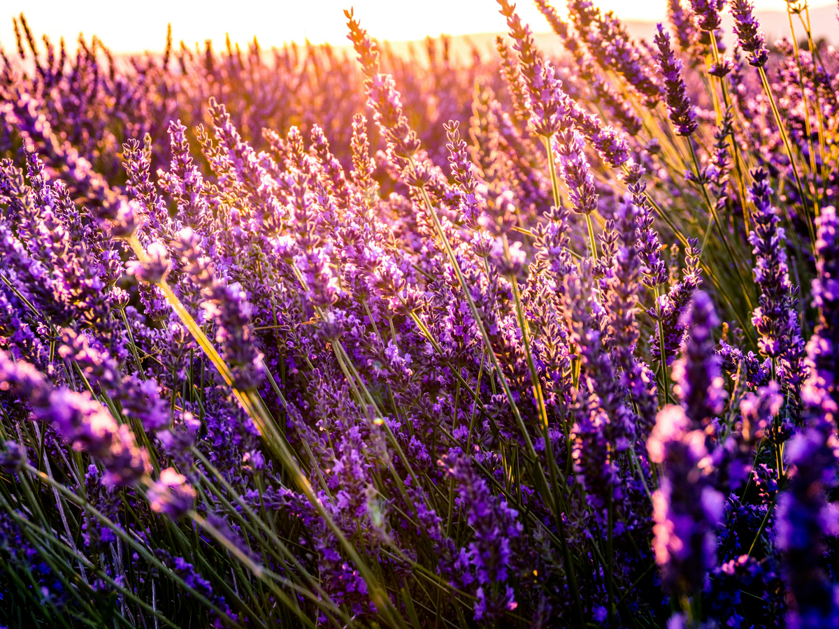 Pflanze für den Steingarten - Lavendel