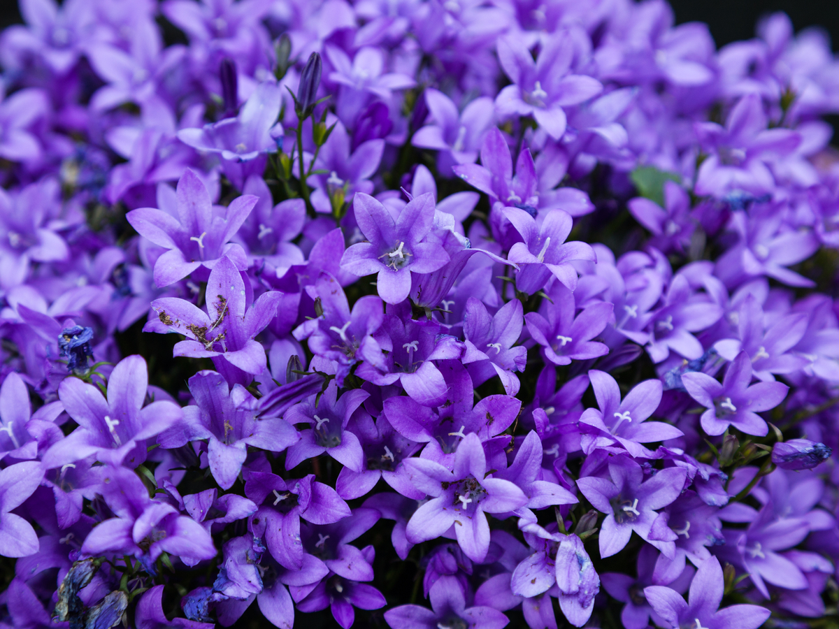 Pflanze für den Steingarten - Karpaten-Glockenblume