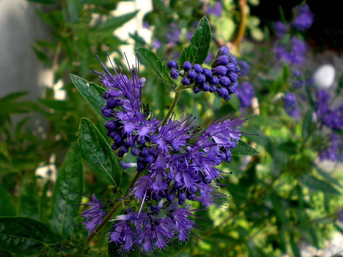 Pflanzen für Schmetterlinge - Bartblume