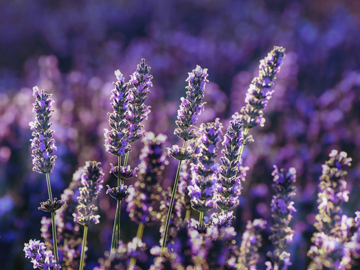 Pflanzen für Schmetterlinge - Lavendel