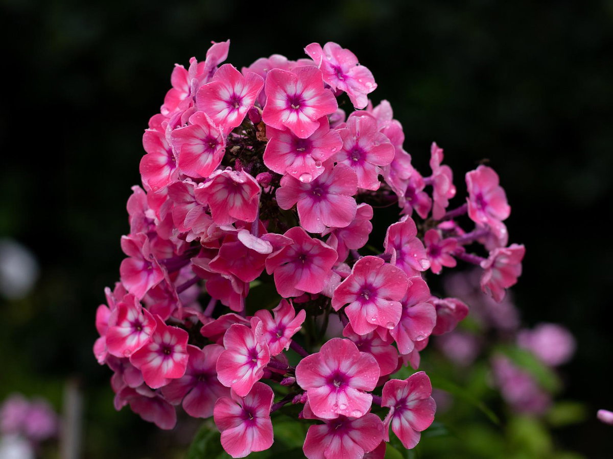 Pflanzen für Schmetterlinge - Phlox