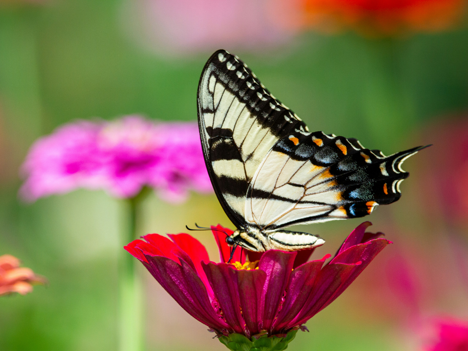 Schmetterling auf einer Pflanze