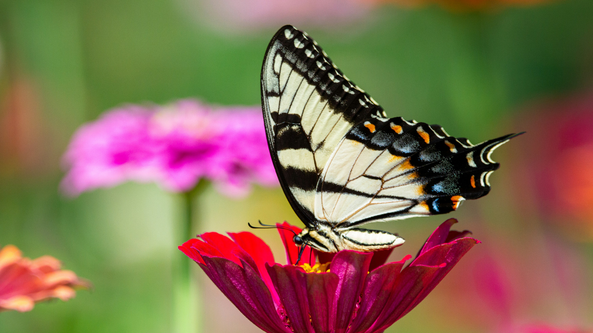 Pflanzen für Schmetterlinge: Diese 10 für Balkon und Garten lieben die Tierchen besonders
